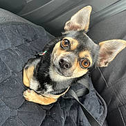 Molly a rejoint le concours — aidez-le/la à gagner de superbes lots ! dog, chihuahua, small_dog, black_and_tan, pet, animal, portrait, close_up, car, car_interior, seat, harness, leash, ears, brown_eyes, black_fur, tan_markings, sitting, cute, funny_expression