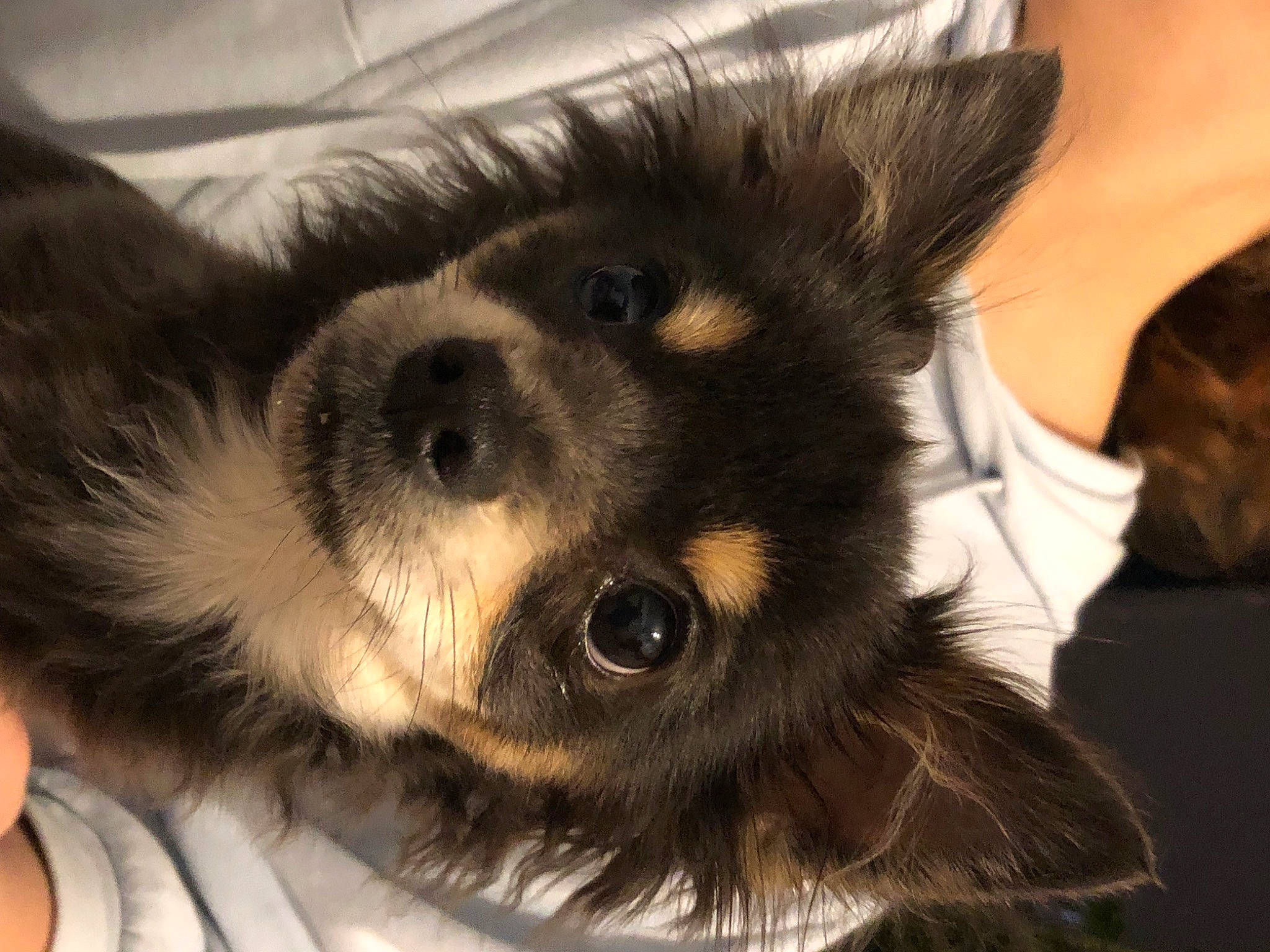 Tito participe au concours pour gagner de l'argent avec cette photo : canidae, carnivore, claw, comfort, companion_dog, dog, dog_breed, ear, fur, mammal, paw, puppy_love, snout, sporting_group, terrestrial_animal, toy_dog, vertebrate, whiskers, working_animal, working_dog