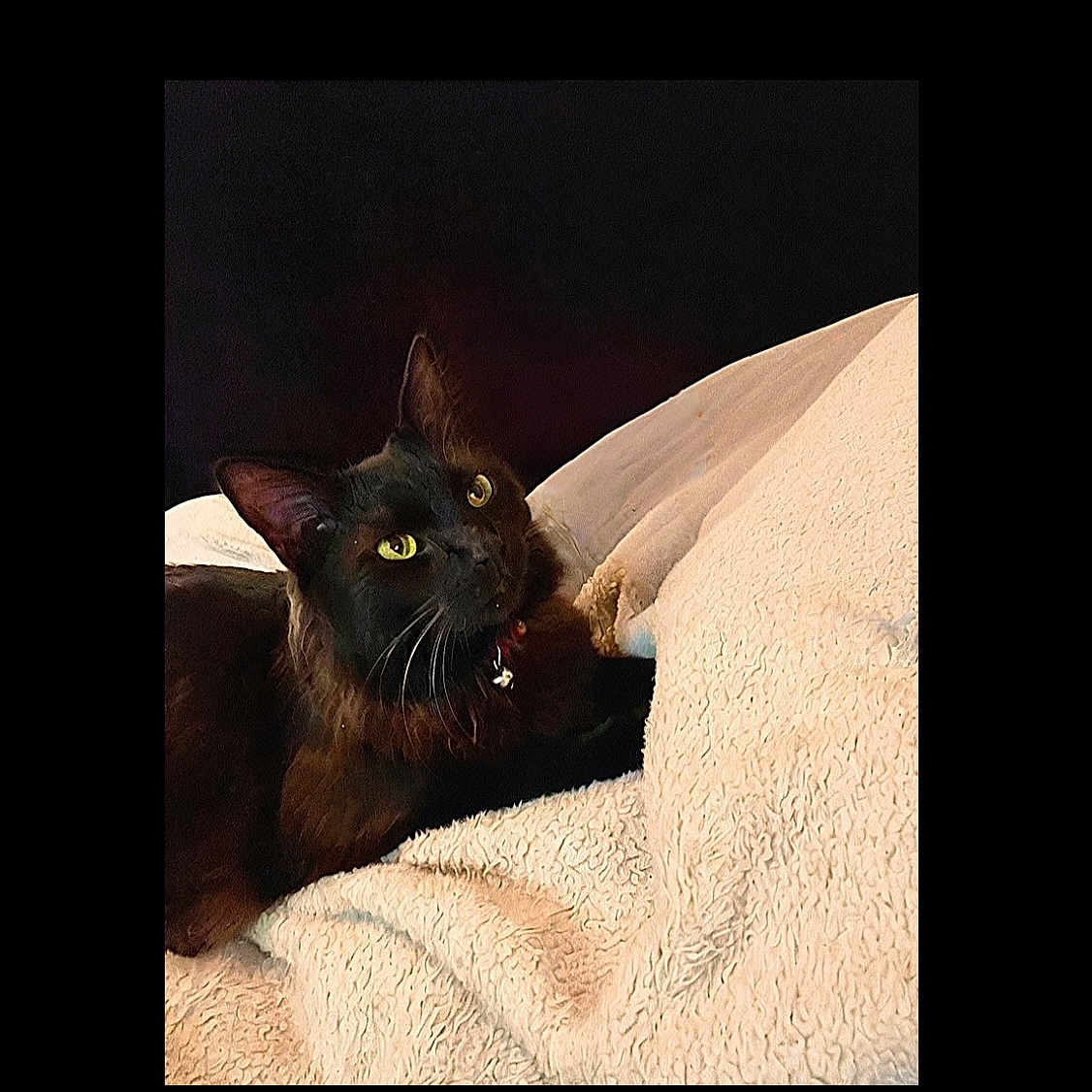 Sawyer Lee is registered to the contest to win money with this photo: animal, black_cat, blanket, cat, closeup, collar, cozy, cute, domestic_animal, ears, feline, fur, indoor, looking_up, pet, portrait, resting, soft_texture, whiskers, yellow_eyes