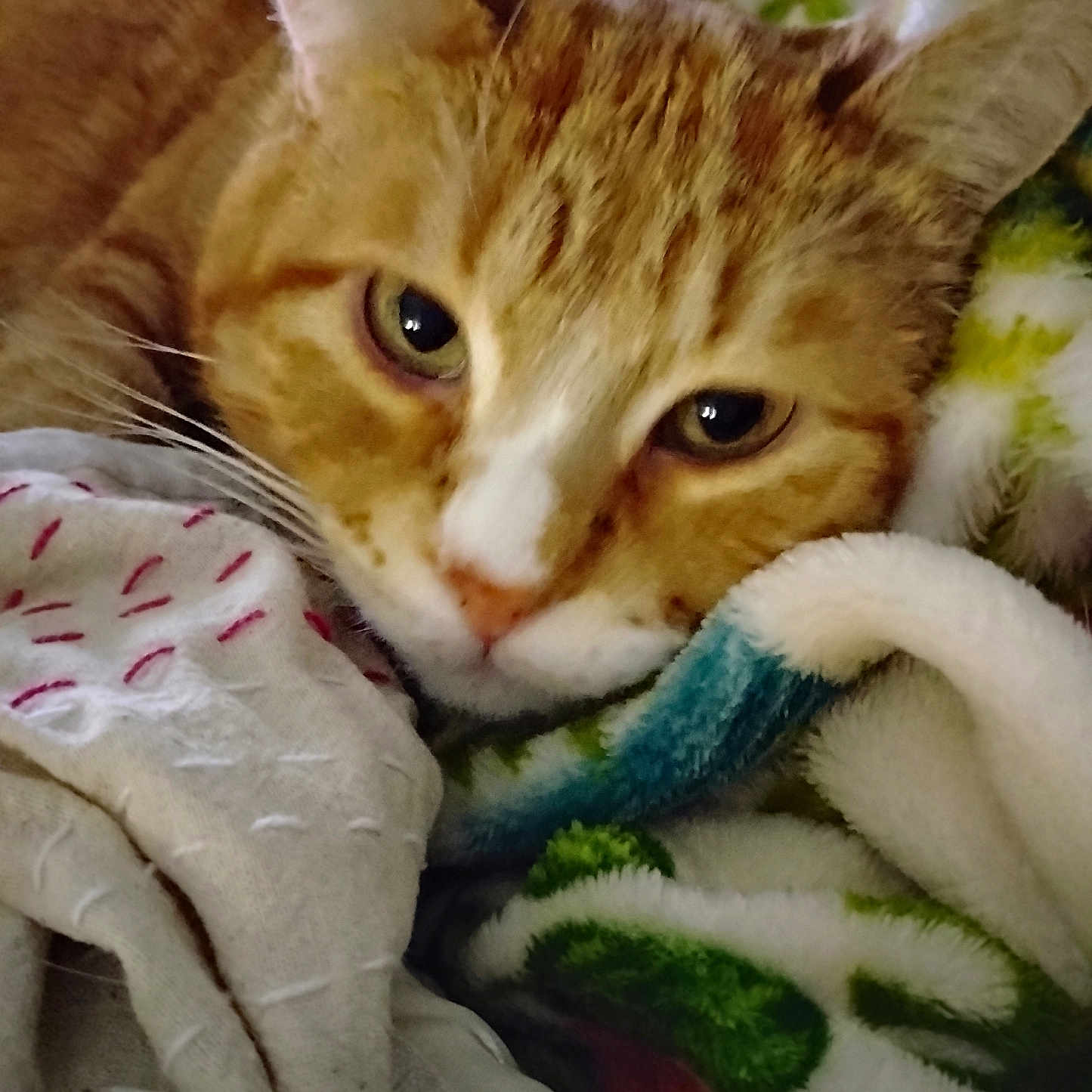 Toby is registered to the contest to win money with this photo: abyssinian, animal, blanket, cat, couch, furniture, homedecor, kitten, laundry, linen, manx, person, pet, quilt, siamese, sleeping, towel