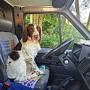 Whisky a rejoint le concours — aidez-le/la à gagner de superbes lots ! dog, vehicle_interior, seat, steering_wheel, towel, window, greenery, tree, flower, nature, pet, canine, van, dashboard, gear_shift, seatbelt, daylight, fur, sitting, interior