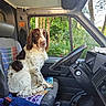 dog, vehicle_interior, seat, steering_wheel, towel, window, greenery, tree, flower, nature, pet, canine, van, dashboard, gear_shift, seatbelt, daylight, fur, sitting, interior