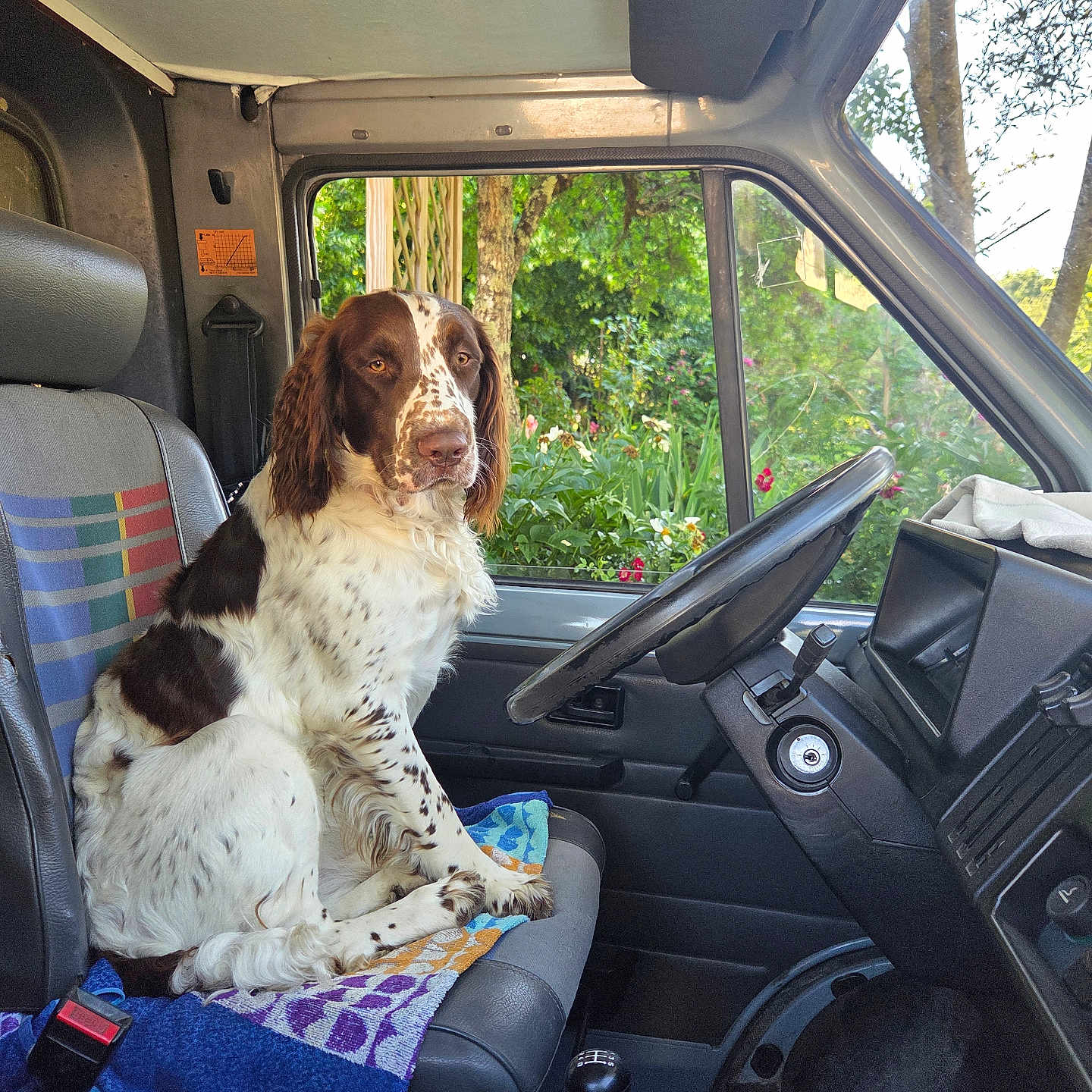Whisky a rejoint le concours — aidez-le/la à gagner de superbes lots ! dog, vehicle_interior, seat, steering_wheel, towel, window, greenery, tree, flower, nature, pet, canine, van, dashboard, gear_shift, seatbelt, daylight, fur, sitting, interior