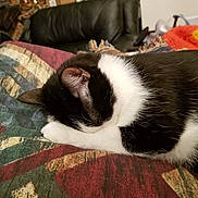 Princess joined the competition — help win amazing prizes! black_and_white, blanket, cat, close_up, couch, cozy, domestic_animal, ear, fur, furniture, head, indoor, nap, patterned_textile, paw, pet, resting, sleeping, tuxedo_cat, whiskers