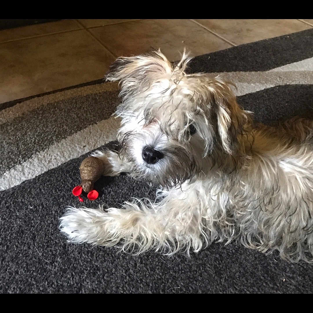 Daisy joined the competition — help win amazing prizes! animal, brown, carpet, cute, dog, domestic, floor, fluffy, fur, home, indoor, lying_down, mammal, pet, playful, relaxed, scruffy, small_toy, toy, white