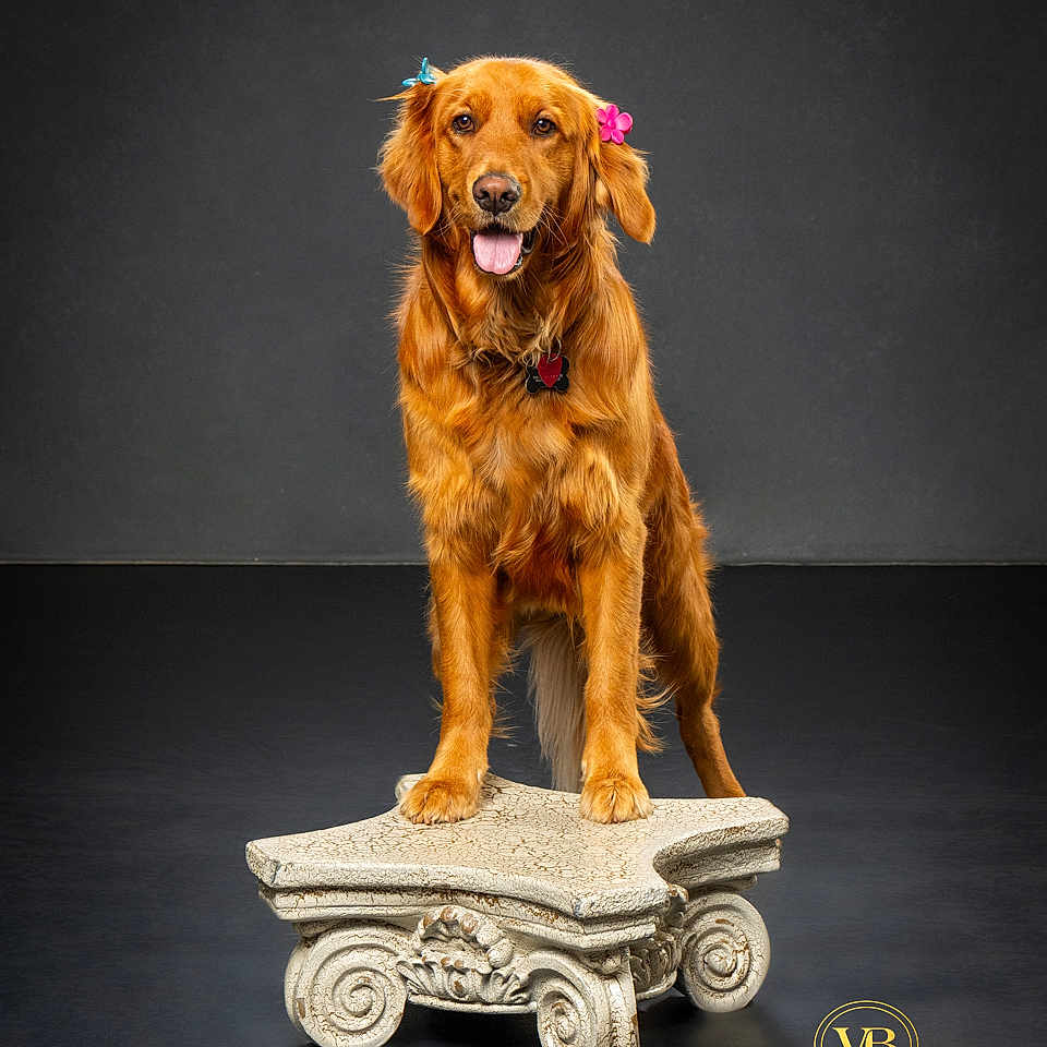 Oakley joined the competition — help win amazing prizes! animal, bronze, canine, cockerspaniel, dog, figurine, flower, flowerarrangement, furniture, goldenretriever, hound, jar, machine, pet, plant, pottery, puppy, vase, wheel, wood