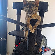 Shadow a rejoint le concours — aidez-le/la à gagner de superbes lots ! kitten, cat_tree, indoor, blurry, tortoiseshell_cat, pet, furniture, toy, spray_bottle, clock, gaming_controller, curtain, floor, cat_food, pet_bowl, household_items, black, orange, brown, white_wall