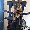 kitten, cat_tree, indoor, blurry, tortoiseshell_cat, pet, furniture, toy, spray_bottle, clock, gaming_controller, curtain, floor, cat_food, pet_bowl, household_items, black, orange, brown, white_wall
