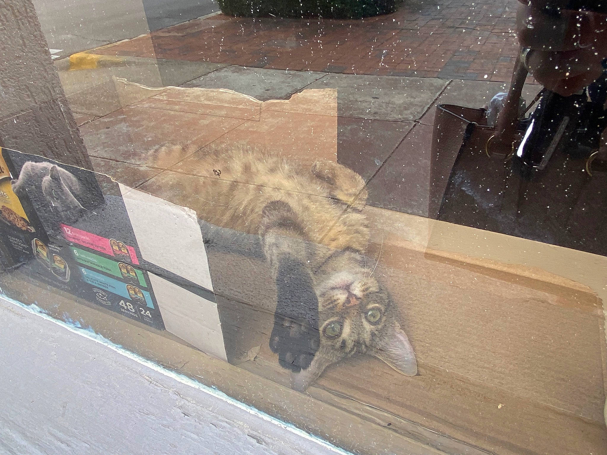 Gordo is registered to the contest to win money with this photo: art, asphalt, auto_part, automotive_design, automotive_exterior, automotive_wheel_system, automotive_window_part, concrete, flooring, glass, graffiti, hood, motor_vehicle, road, road_surface, sidewalk, vehicle_door, visual_arts, windshield, wood