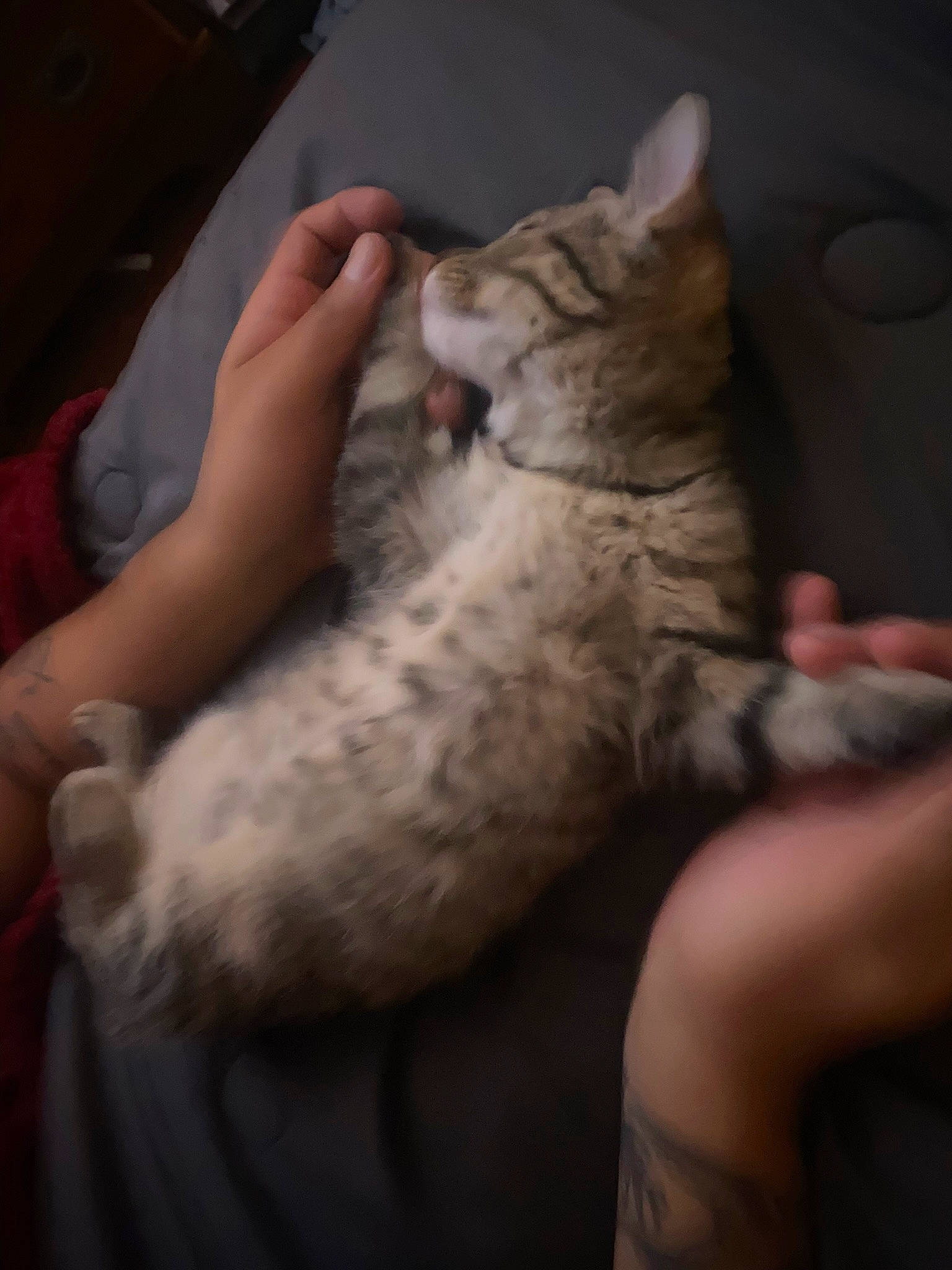 Gordo is registered to the contest to win money with this photo: carnivore, cat, claw, comfort, domestic_short_haired_cat, fawn, felidae, finger, foot, fur, gesture, hand, human_leg, nail, nap, paw, small_to_medium_sized_cats, snout, thumb, whiskers