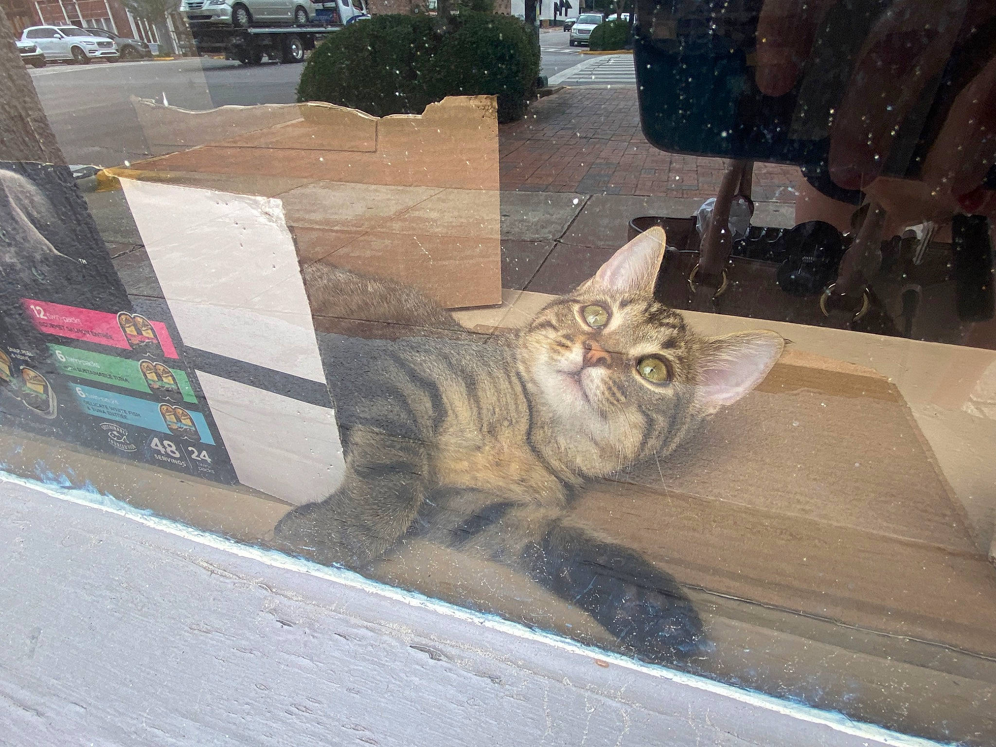 Gordo is registered to the contest to win money with this photo: art, asphalt, automotive_tire, carnivore, cat, domestic_short_haired_cat, felidae, flooring, fur, grey, metal, paw, road_surface, sidewalk, sitting, small_to_medium_sized_cats, snout, tail, whiskers, wood