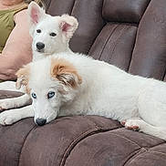 Honey And Candy joined the competition — help win amazing prizes! animal, blue_eyes, brown_couch, companion, couch, cute, dog, domestic, ears, fur, green_shirt, home, indoor, lying_down, person, pet, puppy, relaxed, resting, white_dog