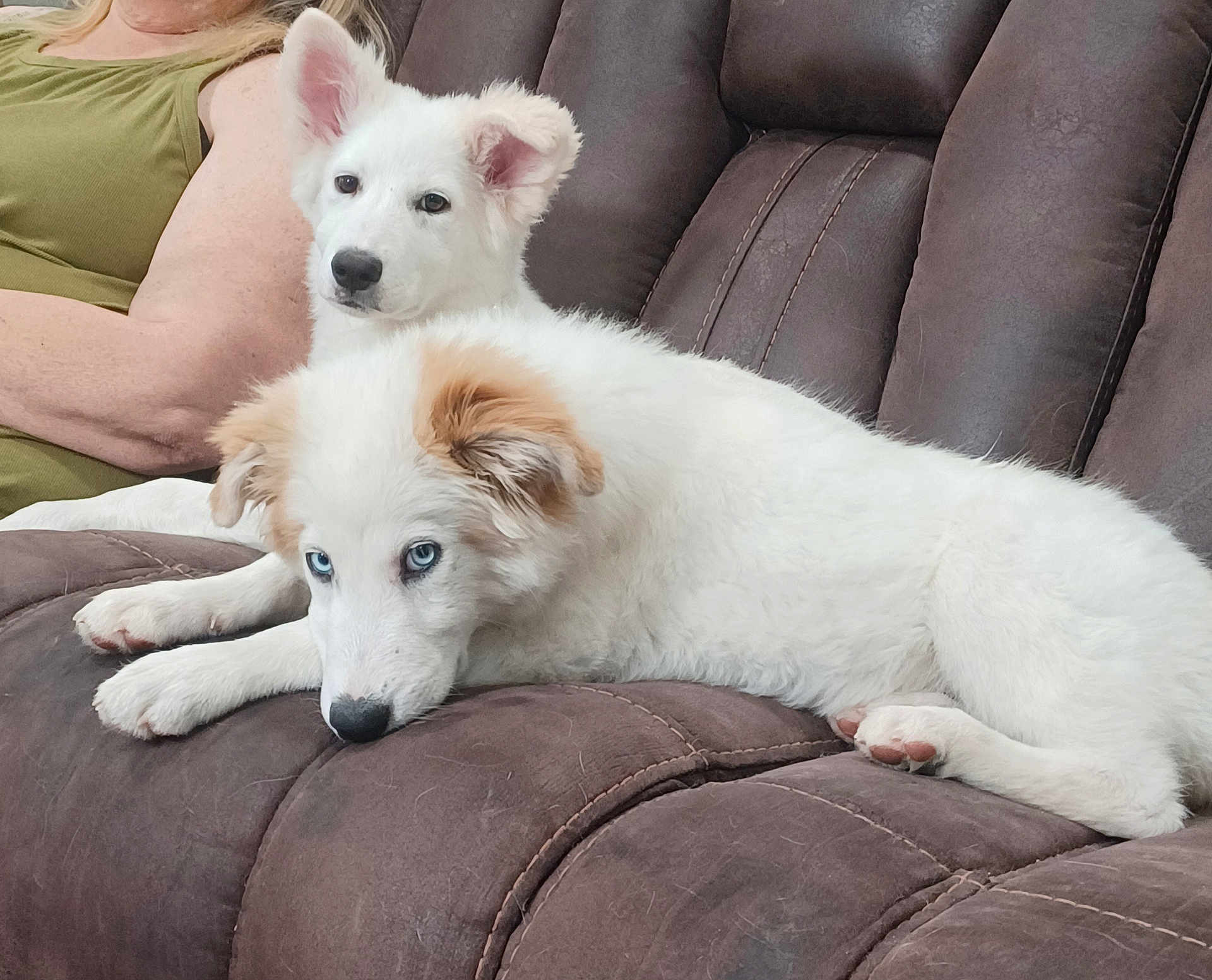 Honey And Candy joined the competition — help win amazing prizes! animal, blue_eyes, brown_couch, companion, couch, cute, dog, domestic, ears, fur, green_shirt, home, indoor, lying_down, person, pet, puppy, relaxed, resting, white_dog