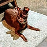 dog, brown_dog, small_dog, pet, collar, lying_down, indoor, rug, shadow, concrete_floor, wooden_furniture, curious, ears_up, paw, animal, companion, domestic, cute, alert, resting
