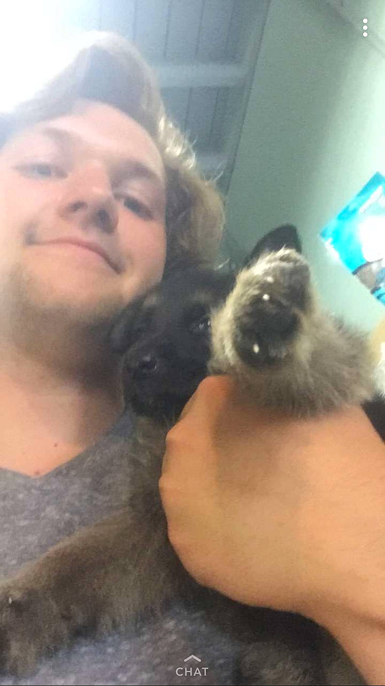 Journey is registered to the contest to win money with this photo: carnivoran, cat, cat_like_mammal, dog_breed, dog_breed_group, dog_like_mammal, ear, fur, person, puppy, selfie, snout, whiskers