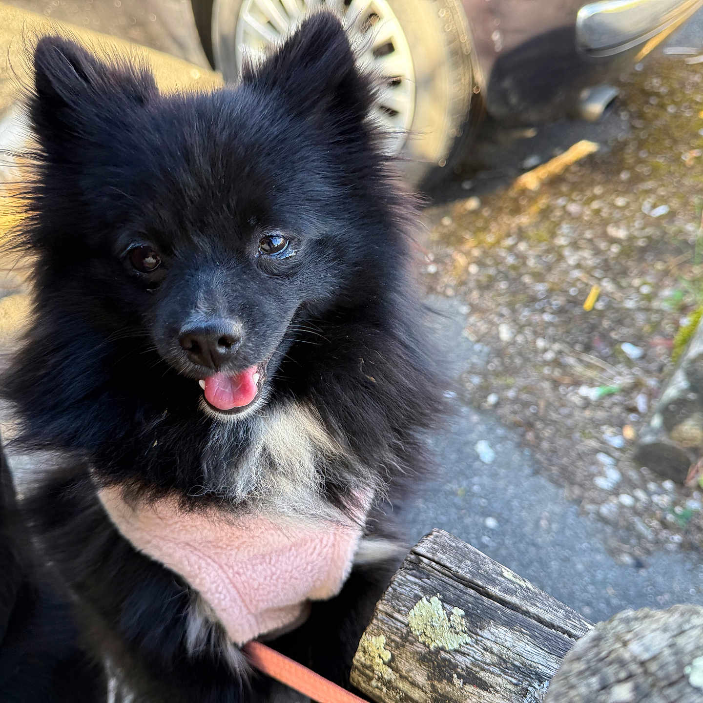 Arya a rejoint le concours — aidez-le/la à gagner de superbes lots ! dog, pomeranian, black_dog, fluffy, pet, animal, tongue_out, harness, outdoor, sunlight, car_tire, wooden_fence, close_up, cute, portrait, happy, small_dog, pet_accessory, nature, daylight
