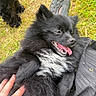 Arya a rejoint le concours — aidez-le/la à gagner de superbes lots ! dog, black_dog, fluffy, tongue_out, grass, hand, pet, outdoor, happy, animal, fur, paw, lying_down, nature, playful, closeup, cute, relaxed, companion, white_patch