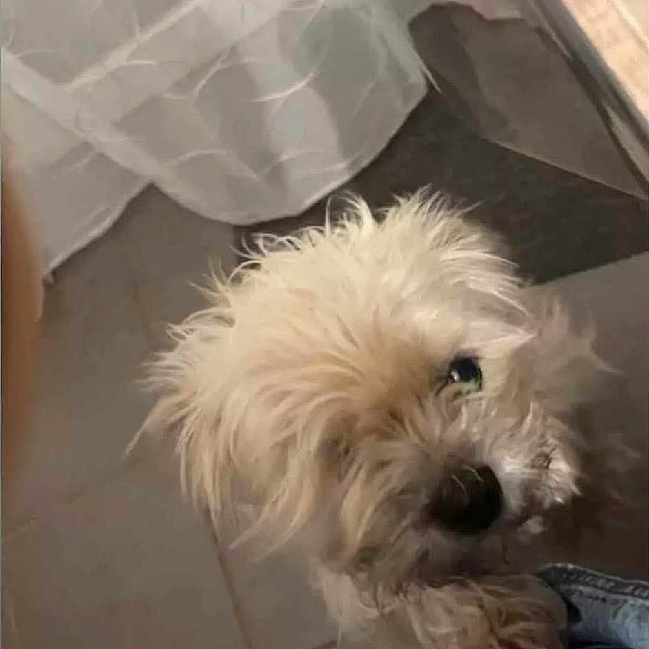 June participe au concours pour gagner de l'argent avec cette photo : animal, canine, dog, dogbed, indoors, interiordesign, person, pet, poodle, puppy, terrier, walkingdog, whitedog