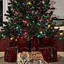 cat, christmas_tree, holiday, lights, decorations, presents, carpet, indoor, festive, relaxed, striped_cat, window, blinds, red, green, brown, animal, pet, celebration, cozy