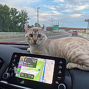 Kitkat is registered to the contest to win money with this photo: cat, car_dashboard, navigation_screen, road, highway, trees, sky, clouds, vehicle, side_mirror, traffic, street_lights, animal, pet, fur, ears, eyes, travel, interior, electronics