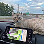 cat, car_dashboard, navigation_screen, road, highway, trees, sky, clouds, vehicle, side_mirror, traffic, street_lights, animal, pet, fur, ears, eyes, travel, interior, electronics