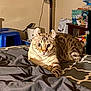 Kitkat joined the competition — help win amazing prizes! cat, indoor, bed, feline, wide_eyes, striped, ears, curled_ears, rumpled_bedspread, household_items, blue_stool, snacks, tabby, pet, resting, curious, furniture, domestic, cozy, animal