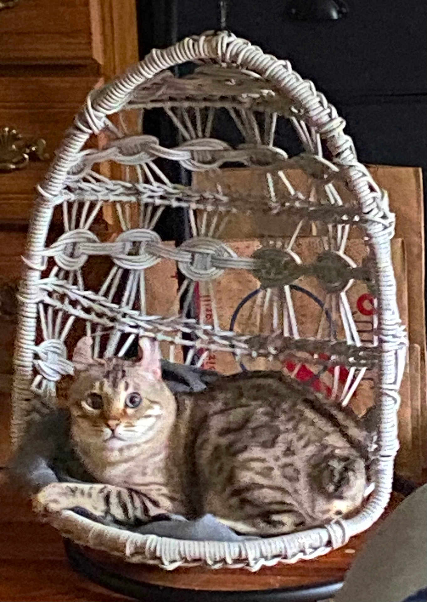 Kitkat joined the competition — help win amazing prizes! cat, tabby, feline, pet, animal, indoor, chair, woven_chair, hanging_chair, furniture, wooden_cabinet, bag, curious, relaxed, cozy, domestic, fur, whiskers, ears, eyes