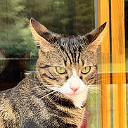 Watson participe au concours pour gagner de l'argent avec cette photo : cat, tabby, close_up, green_eyes, whiskers, window, wooden_frame, outdoor, reflection, pets, animal, feline, striped, calm, daylight, domestic_cat, portrait, fur, ears, nose