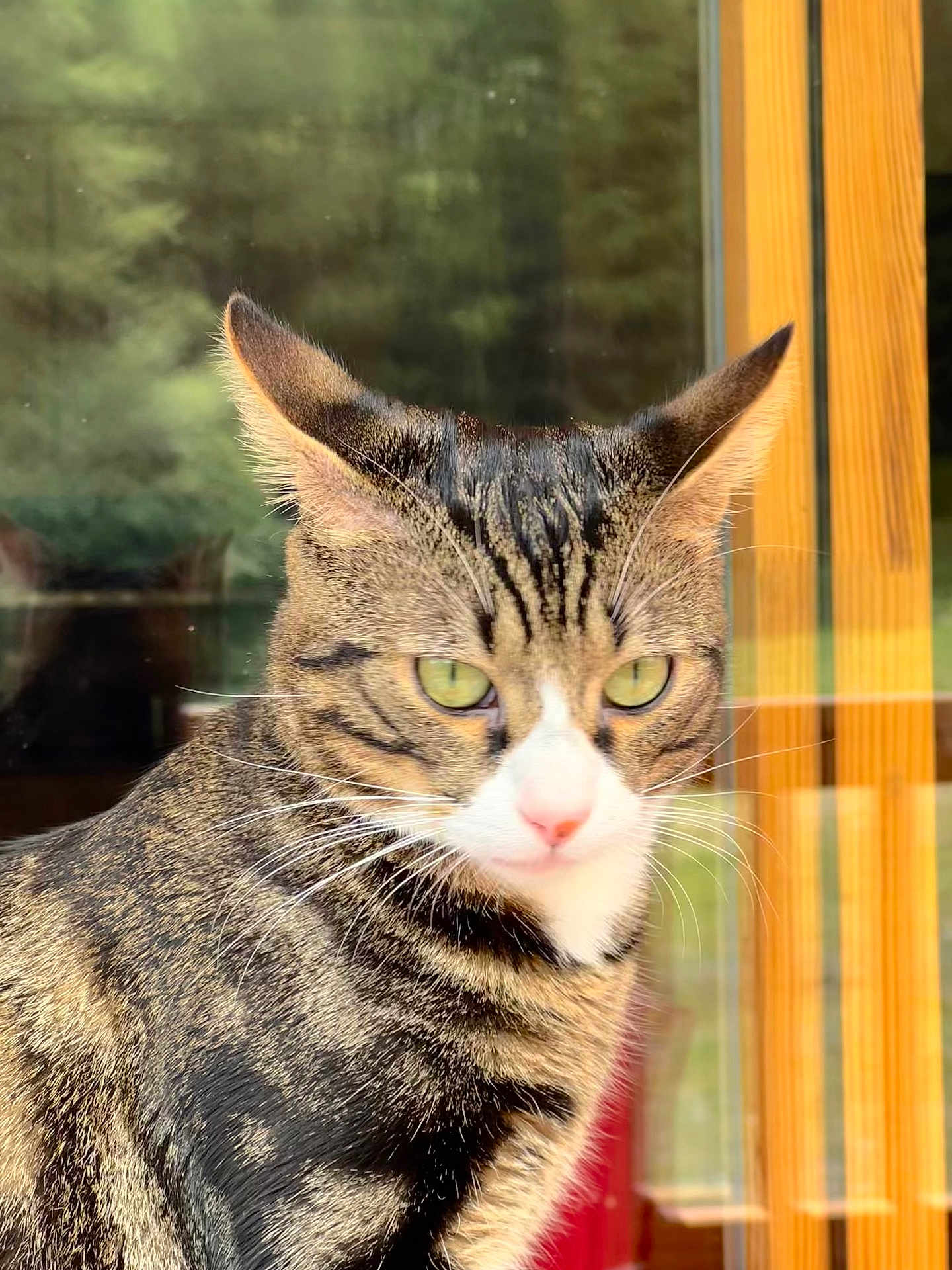 Watson participe au concours pour gagner de l'argent avec cette photo : cat, tabby, close_up, green_eyes, whiskers, window, wooden_frame, outdoor, reflection, pets, animal, feline, striped, calm, daylight, domestic_cat, portrait, fur, ears, nose