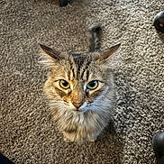 Rue is registered to the contest to win money with this photo: cat, tabby, fluffy, long_hair, pet, animal, portrait, face, eyes, whiskers, ears, tail, sitting, indoor, carpet, floor, furniture, brown, gray, close_up