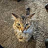 cat, tabby, fluffy, long_hair, pet, animal, portrait, face, eyes, whiskers, ears, tail, sitting, indoor, carpet, floor, furniture, brown, gray, close_up