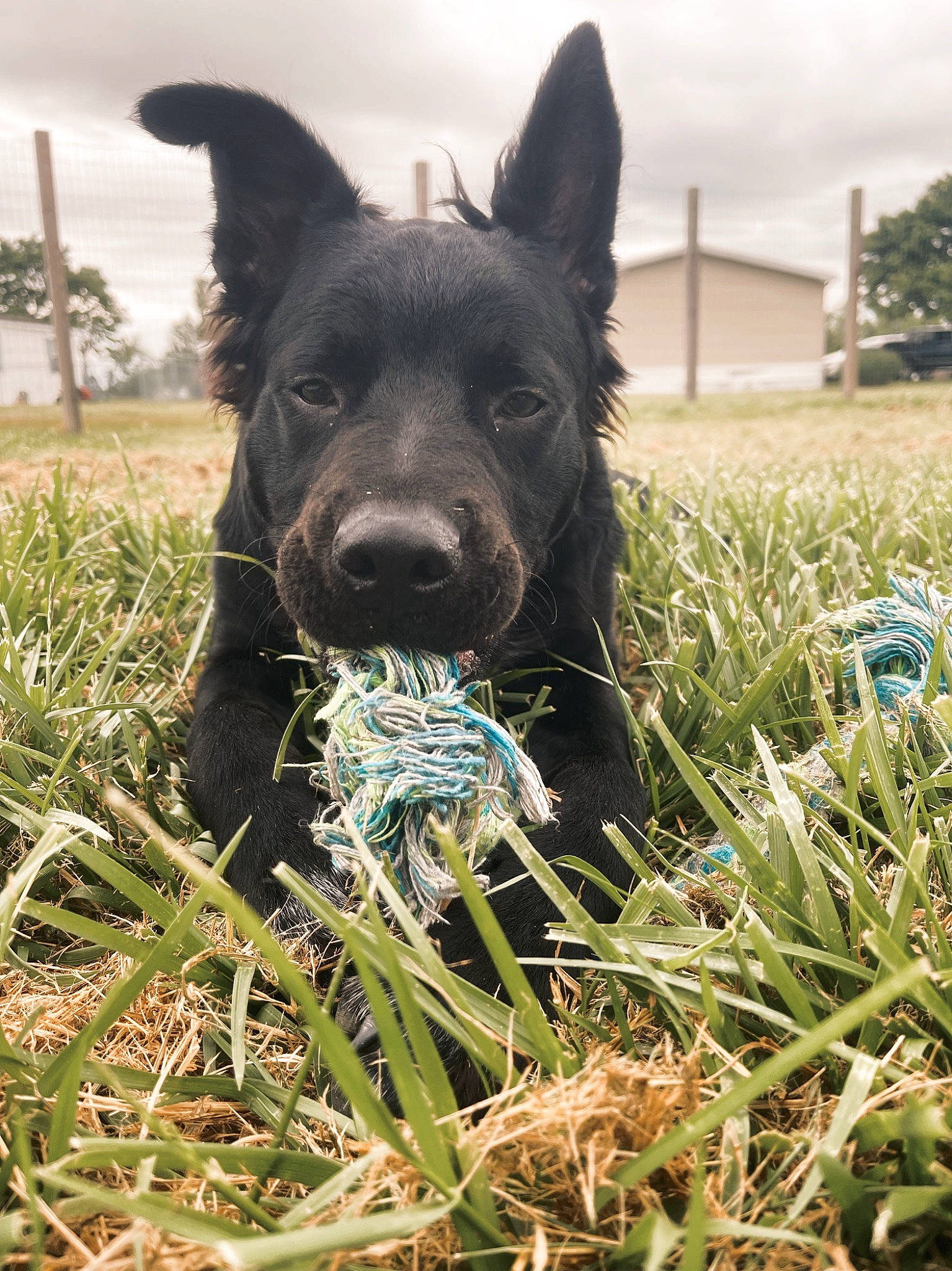 Drake is registered to the contest to win money with this photo: carnivore, cloud, companion_dog, dog, dog_breed, electric_blue, fawn, grass, grassland, guard_dog, herding_dog, pasture, plant, sky, snout, sporting_group, tail, tree, whiskers, working_animal