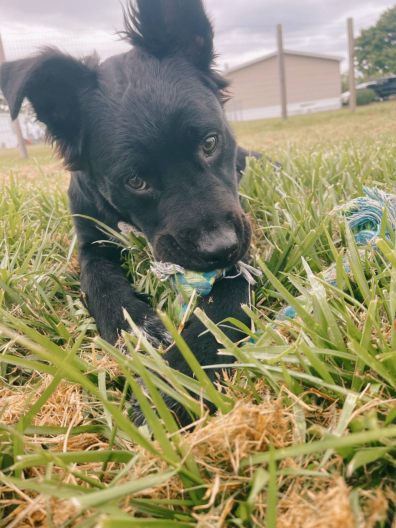 Drake is registered to the contest to win money with this photo: canidae, carnivore, cloud, companion_dog, dog, dog_breed, fawn, grass, grass_family, grassland, herbaceous_plant, herding_dog, pasture, plant, prairie, sky, sporting_group, tree, whiskers, working_animal