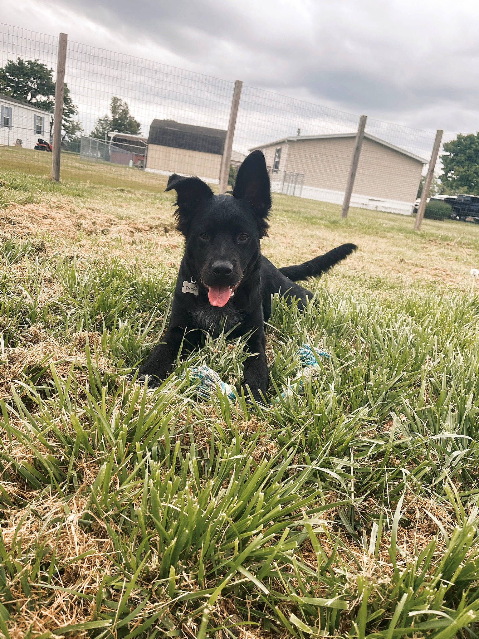 Drake is registered to the contest to win money with this photo: carnivore, cloud, collar, companion_dog, dog, dog_breed, dog_collar, fawn, field, grass, grassland, meadow, pasture, plant, sky, sporting_group, tail, toy_dog, tree, working_animal