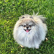 Rufus is registered to the contest to win money with this photo: dog, pomeranian, fluffy, grass, lawn, pet, tongue_out, sitting, portrait, fur, small_dog, happy, outdoors, green, eyes, ears, smile, face, nature, sunlight