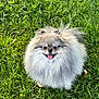 dog, pomeranian, fluffy, grass, lawn, pet, tongue_out, sitting, portrait, fur, small_dog, happy, outdoors, green, eyes, ears, smile, face, nature, sunlight
