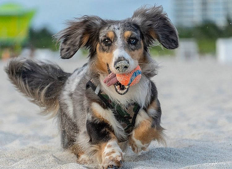 Major is registered to the contest to win money with this photo: ball, canidae, carnivore, companion_dog, dog, dog_breed, dog_supply, fur, plant, snout, sporting_group, whiskers, working_animal, working_dog