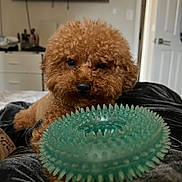 Boo joined the competition — help win amazing prizes! dog, brown_fur, curly_fur, toy, green_toy, bed, indoor, living_room, furniture, television, relaxed, pet, animal, cute, paw, cozy, curious, home, resting, playful