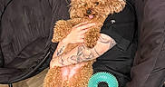 Boo is registered to the contest to win money with this photo: dog, person, tattoos, chair, indoor, cuddling, curly_hair, black_clothing, floor, toy, pet, relaxing, cozy, furniture, happy, tongue_out, paw, casual, home, comfort