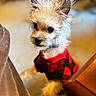 dog, puppy, small_dog, scruffy_fur, fluffy, red_clothing, black_clothing, pet, portrait, close_up, indoors, sitting, paw, ears, eyes, nose, collar, furniture, wooden_table, blurred_background