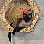 Jinx is registered to the contest to win money with this photo: cat, siamese_cat, pet, animal, feline, blue_eyes, black_face, brown_fur, lying_down, relaxed, portrait, indoors, wooden_bed, fish_design, hand_drawn_art, whimsical, wallpaper, horse_pattern, tail, paws