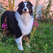 Onyx participe au concours pour gagner de l'argent avec cette photo : alert, animal, black_and_white, border_collie, dog, fluffy, garden, grass, long_hair, mossy_rock, nature, outdoors, pet, pink_flowers, plants, portrait, red_wall, standing, wildflowers, wooden_siding