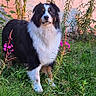 alert, animal, black_and_white, border_collie, dog, fluffy, garden, grass, long_hair, mossy_rock, nature, outdoors, pet, pink_flowers, plants, portrait, red_wall, standing, wildflowers, wooden_siding