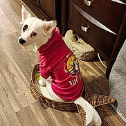 Trinity is registered to the contest to win money with this photo: dog, white_dog, pet, hoodie, clothing, basket, fish_shaped_basket, wooden_floor, indoor, furniture, cabinet, pet_bed, curious, sitting, looking_back, small_dog, cute, cozy, animal, domestic