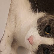 Hazel joined the competition — help win amazing prizes! animal, blanket, cat, closeup, cozy, curious, cute, eyes, face, feline, fur, gray, indoor, looking, paw, pet, pink_nose, soft, whiskers, white