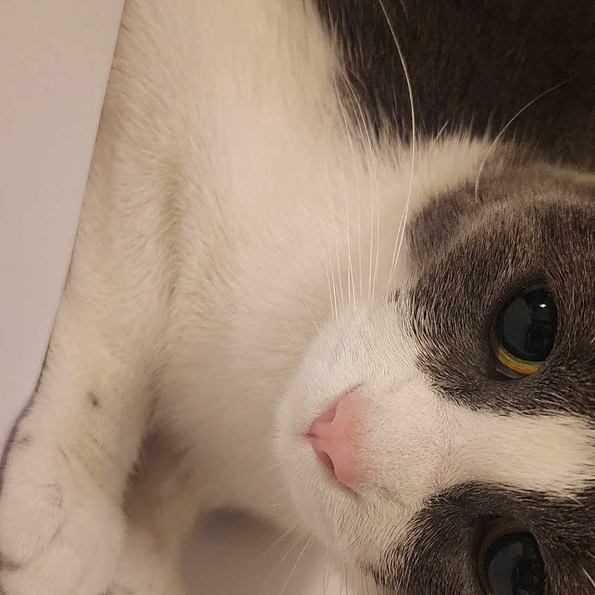 Hazel