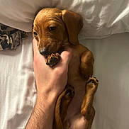 Vixen a rejoint le concours — aidez-le/la à gagner de superbes lots ! animal, bed, bedroom, blanket, bodypart, canine, couch, dog, finger, furniture, goldenretriever, hand, hound, indoors, labradorretriever, person, pet, puppy, room, sleeping