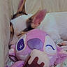 Yuki participe au concours pour gagner de l'argent avec cette photo : animal, bed, blanket, comfort, cozy, cuddle, cute, dog, ears, fur, indoor, pet, plush_toy, purple, relaxation, resting, sleeping, small_dog, snuggle, soft_toy