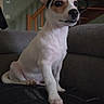 puppy, dog, white_dog, brown_spots, indoor, couch, stairs, pet, animal, small_dog, ears_up, alert, sitting, curious, young_dog, domestic, house, furniture, cute, companionship
