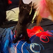 Mizuki a rejoint le concours — aidez-le/la à gagner de superbes lots ! cat, kitten, black_cat, orange_cat, pet, animal, sitting, bed, blanket, colorful, toy, playful, indoors, bedroom, furniture, fluffy, fur, ears, whiskers, portrait
